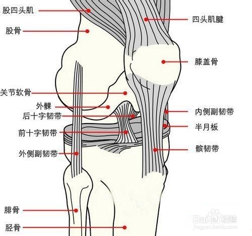 柴益民：软组织损伤的诊断、评估、分型和处理原则（下）