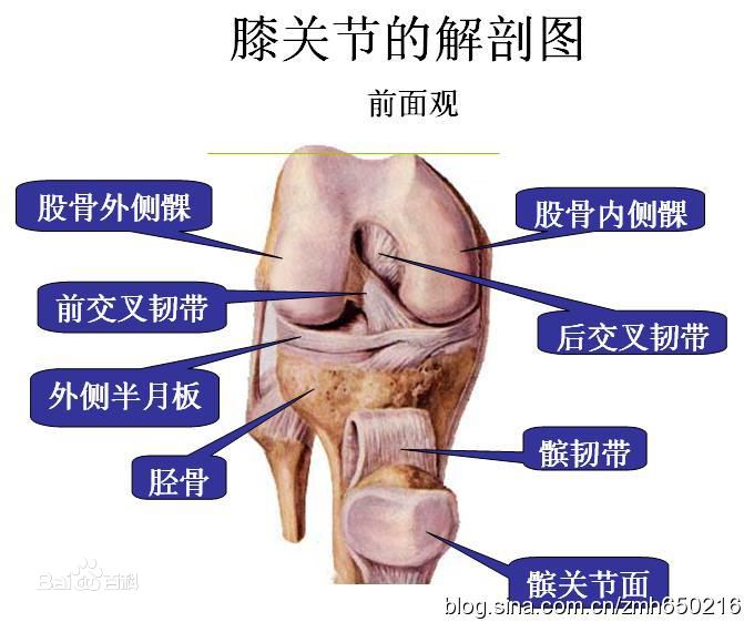 膝关节正常解剖及常见病变的影像表现