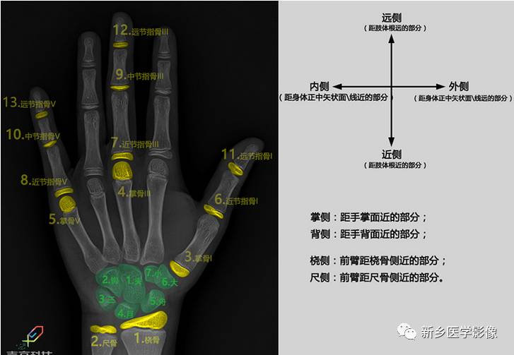 骨龄读片基础，值得收藏！