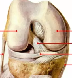膝关节半月板和韧带损伤的影像学诊断