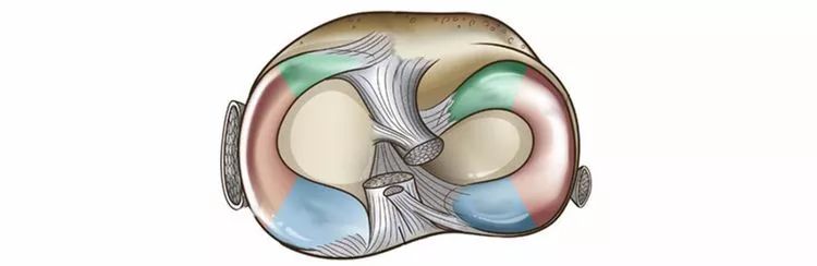 一文轻松看懂半月板的解剖与临床