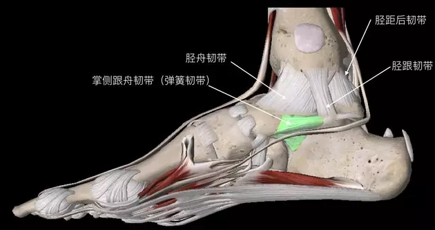 图解踝关节的韧带解剖 