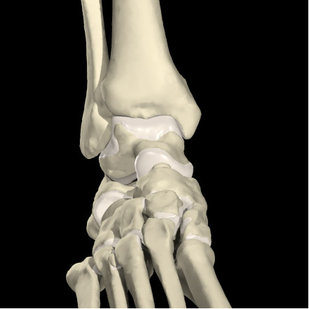 踝关节融合和置换的手术要点 