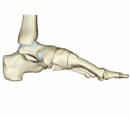 足踝部解剖及影像学诊断，基础必备！ 