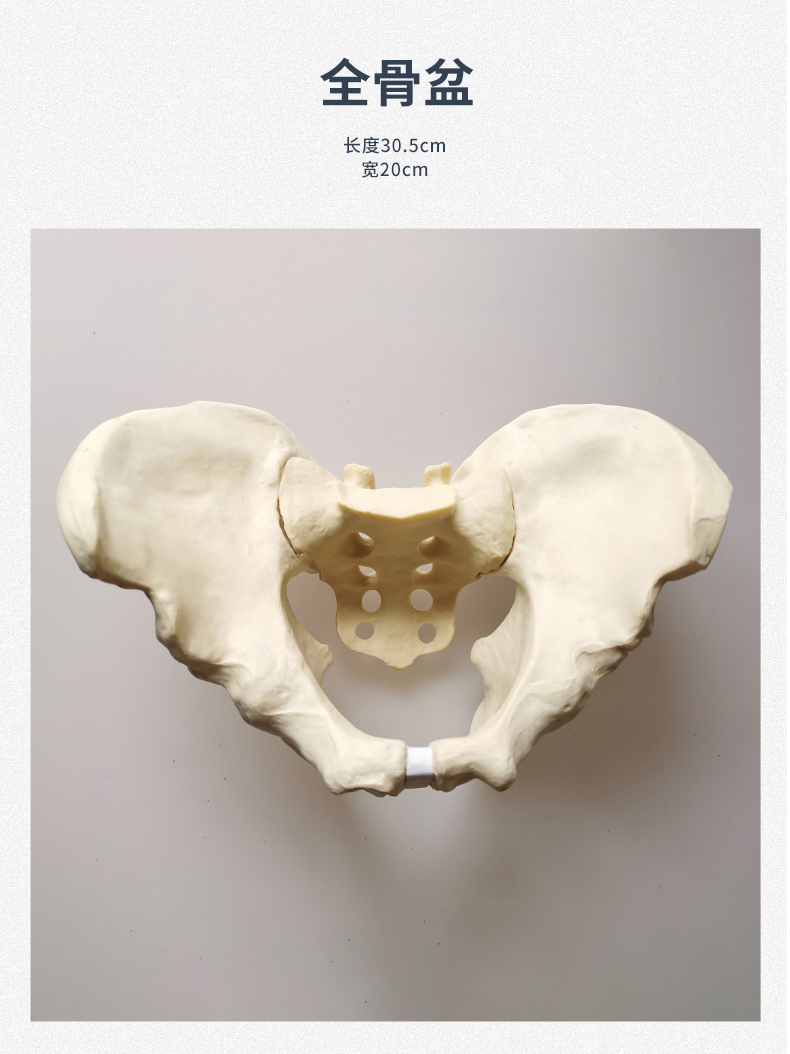 新品全骨盆骨头模型可打螺钉可选显影效果骨科培训教学定制一周内发货