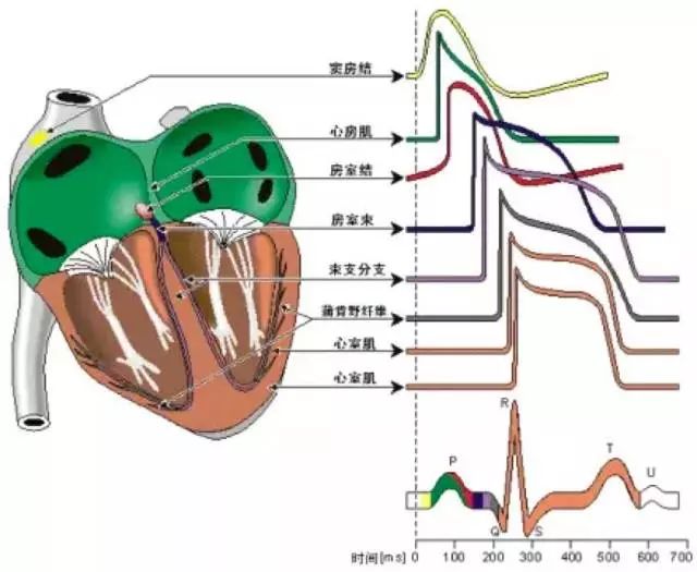 学习卡片+速记口诀=轻松看懂心电图