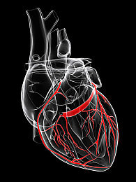 心脏健康的八要素，快宣教给你管的病人！