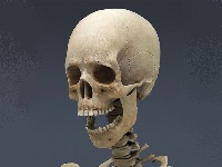 值得收藏！头颈部解剖图谱——骨、关节及韧带（双语）
