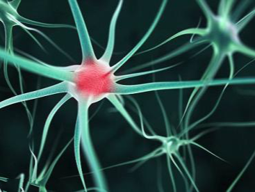 你全面了解L4-S1神经根支配区吗？