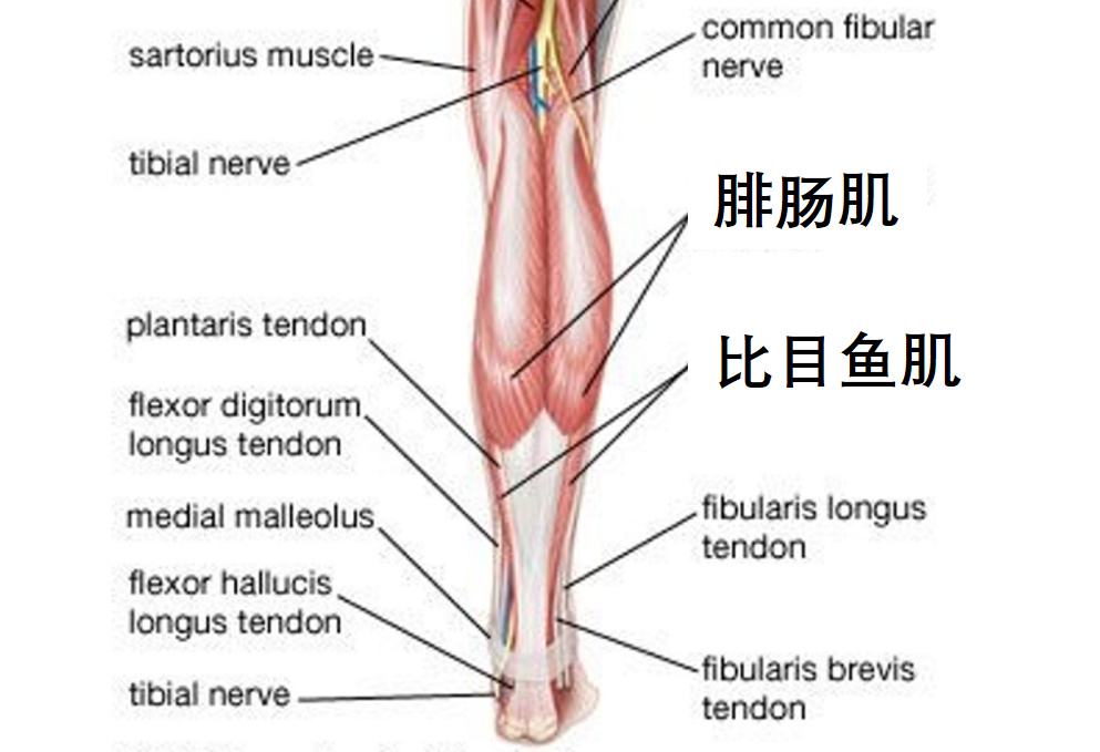 腓肠肌群损伤诊断要点与治疗汇总，看这篇就够了！