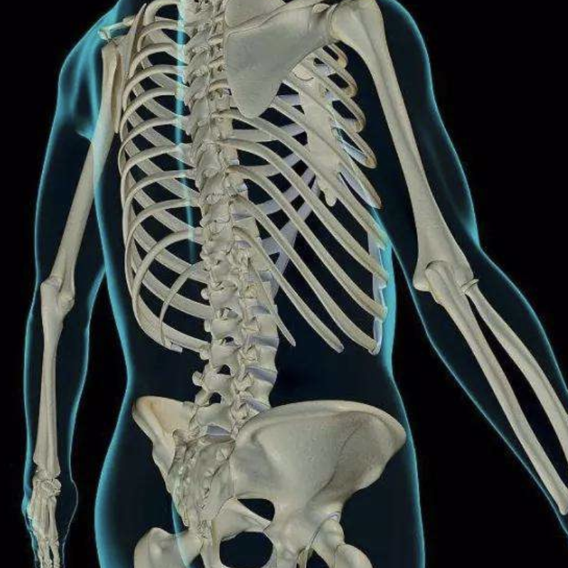 经典不能错过：骨肌系统影像解剖，案前必备！