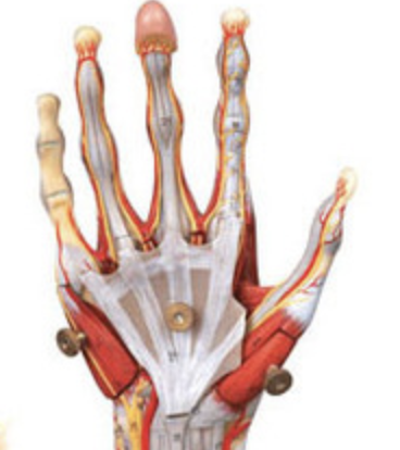 揭秘手部血管解剖细节，掌握断指再植11个关键点！