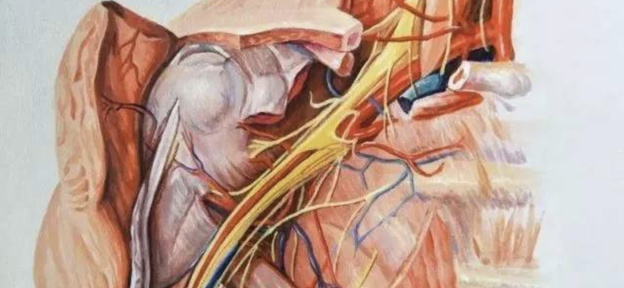 速看：臂丛神经损伤解剖、分布、诊断及治疗详解！