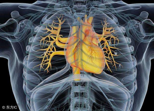 冠状动脉解剖——精细到每一个分支