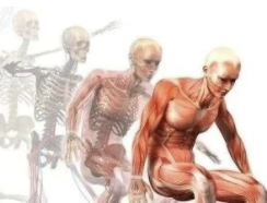 骨骼肌解剖速记手册，学霸们早已收藏！