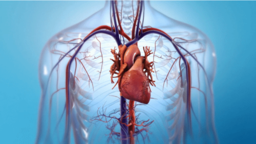 正确认识“冠状动脉心肌桥”，你一定也有这些疑问！
