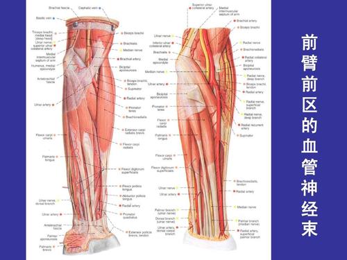 35张高清解剖图带你超详细了解前臂局部！
