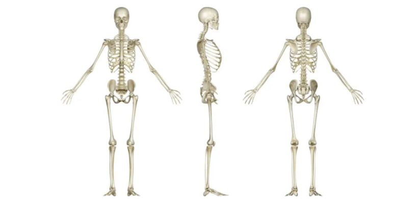 30张上肢骨和下肢骨高清解剖图，速收藏！