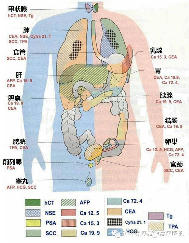 超全的肿瘤标志物图解