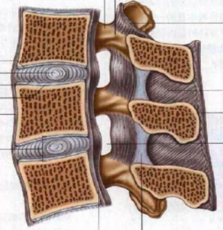 一文了解腰椎退行性变腰痛的影像诊断！