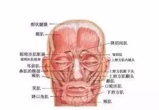 肉毒素除皱注射点位及用量