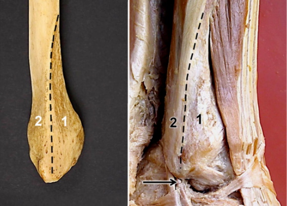 外踝嵴（Lateral Malleolar Crest）及其临床意义