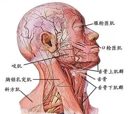 做除皱术一定要知道的面部解剖结构