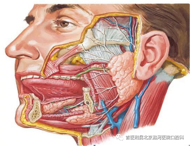 颌面部软组织外伤注意事项