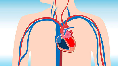 心脏解剖——导管操作技巧