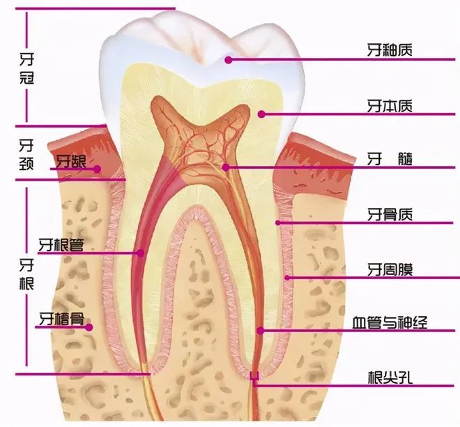 关于根管治疗，你想知道的都在这