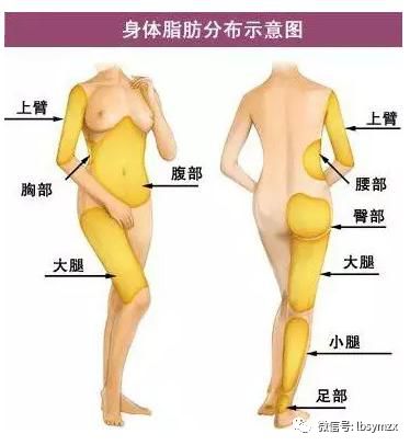 脂肪移植：脂肪高存活、低损伤的奥秘