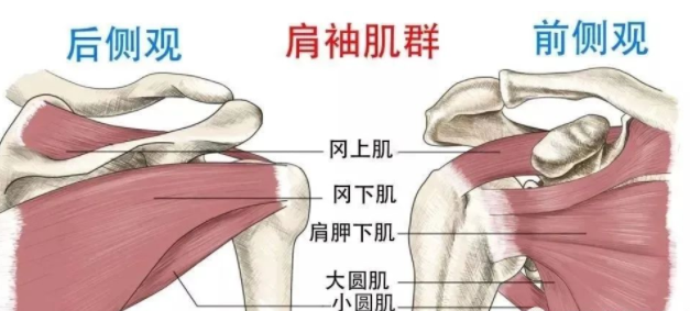 肩胛下肌的形态结构及易损伤机制