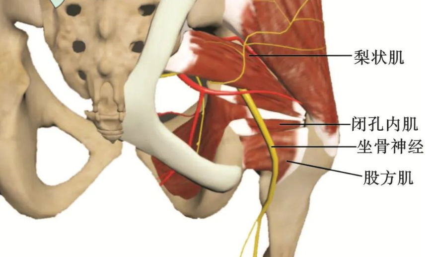 【汇总】坐骨神经及其分支易卡压点的解剖、症状、评估和治疗