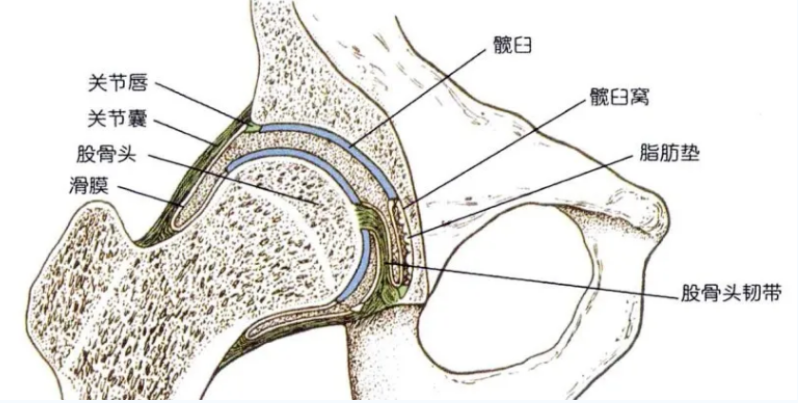 儿童跛行与髋关节一过性滑膜炎：骨科临床诊疗要点剖析