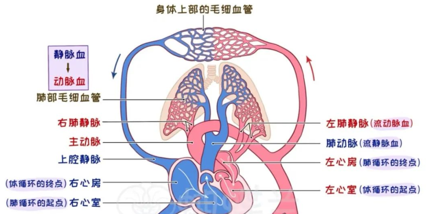 急性心肌梗死进行PCI的时间窗
