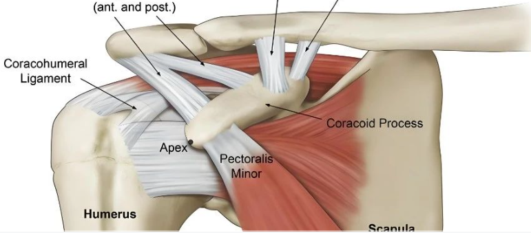 【神经反射疗法】肩痛的必治点