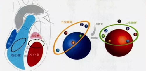 一文拿捏 “预激综合征”,实在太全了!