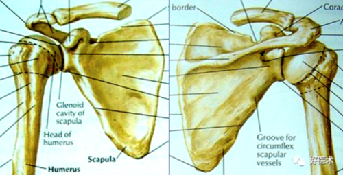 高清影像图解肩关节解剖及诊断
