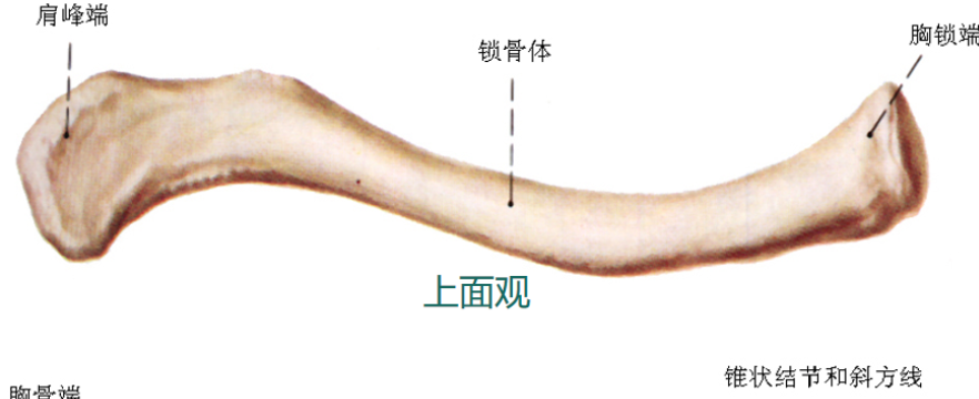 锁骨骨折：从分型到治疗的超全讲解，一文搞定！