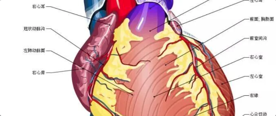 急性心肌梗死心电图定位诊断与梗死相关血管的关系