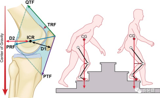 膝关节生物力学，看完本文你就理解了！