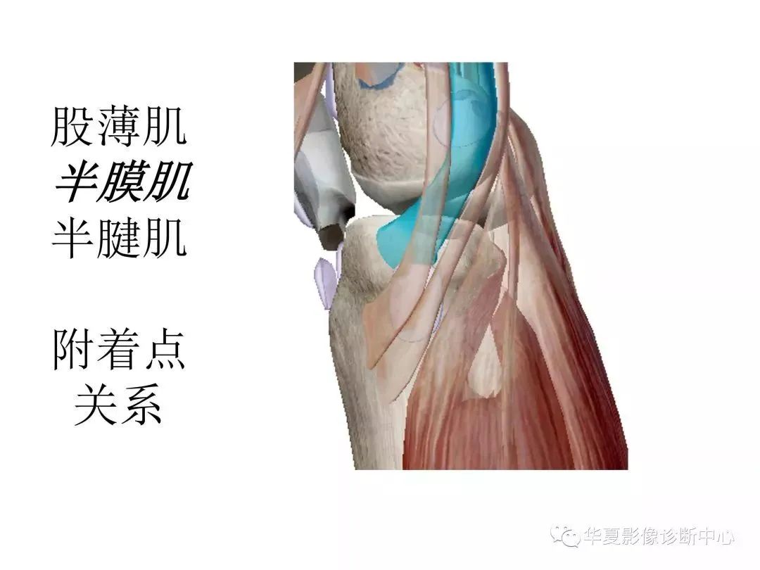 膝关节3D全彩解剖图谱，推荐收藏！
