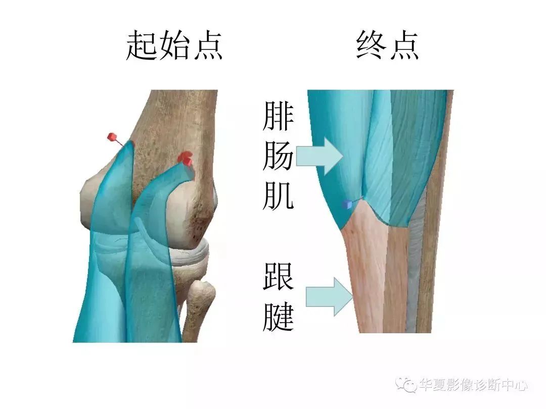 膝关节3D全彩解剖图谱，推荐收藏！