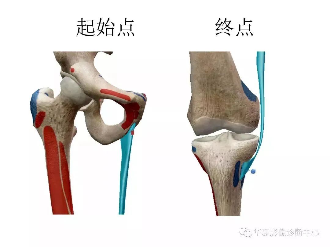 膝关节磁共振解剖及常见病影像学表现系列一 - 影像核医学 -丁香园论坛