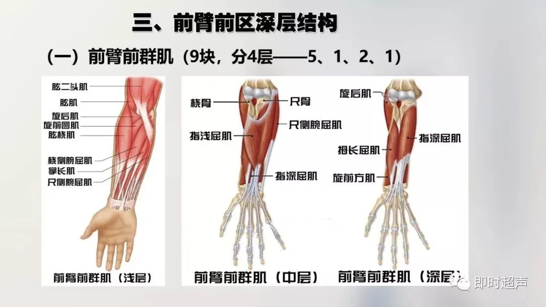 超详细的上肢解剖图示注解，必须收藏！
