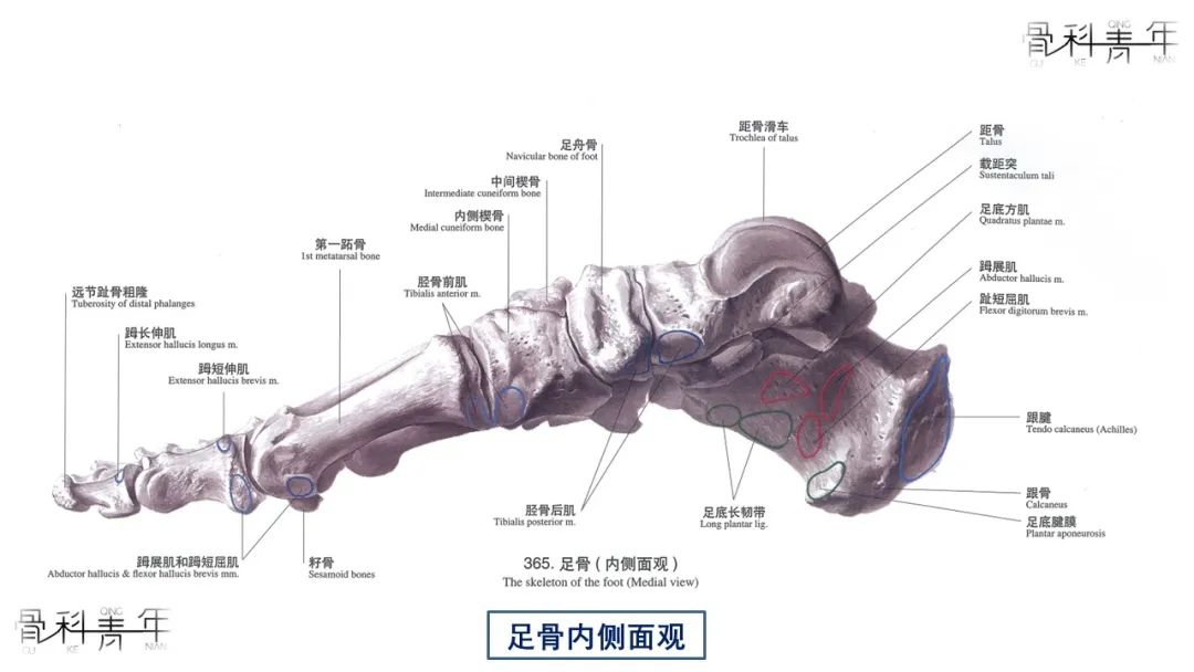 多图详解足部骨性解剖与常见副骨，速收藏！