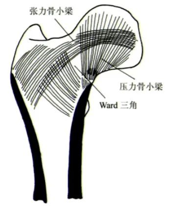 股骨粗隆间骨折PFNA内固定的4大关键