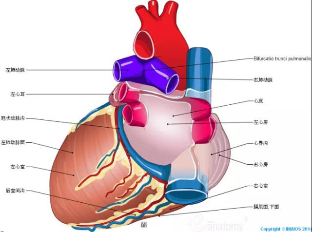 珍藏！一组高清心脏解剖图，太赞了！