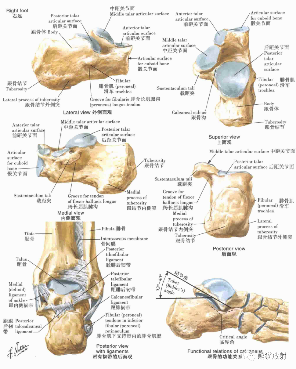 一份全面的下肢解剖图送给你，推荐收藏！