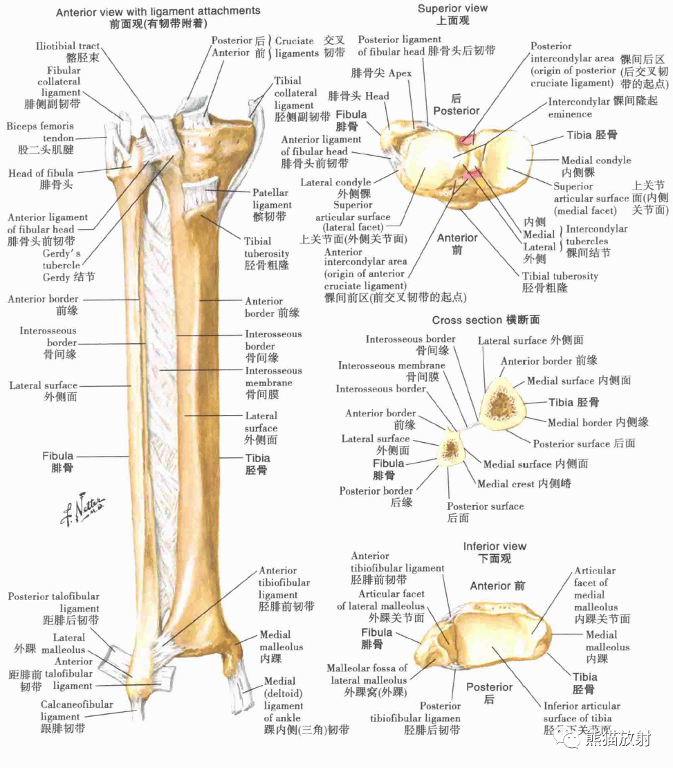 一份全面的下肢解剖图送给你，推荐收藏！